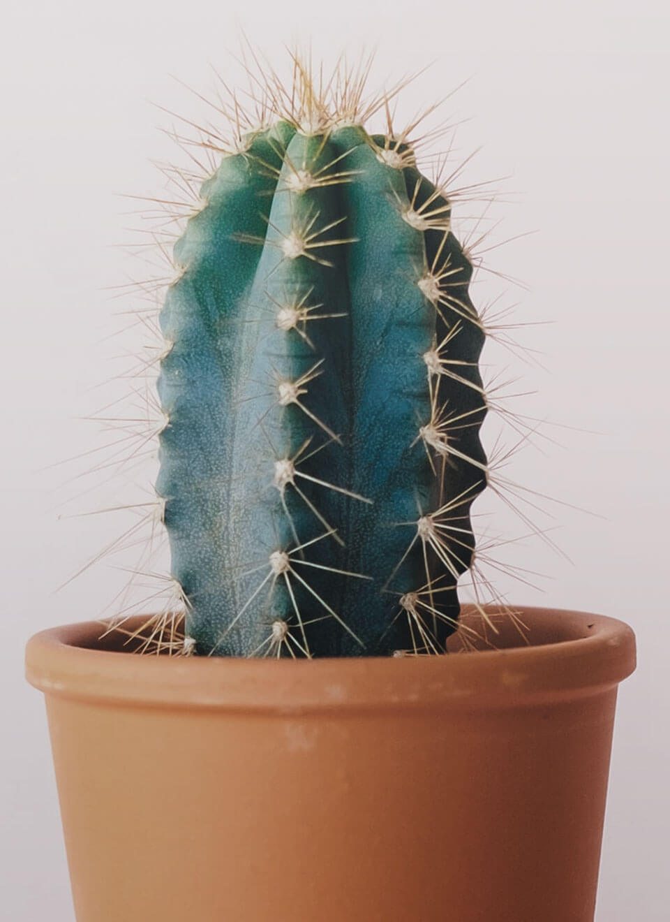 Star Cactus – Bild 3