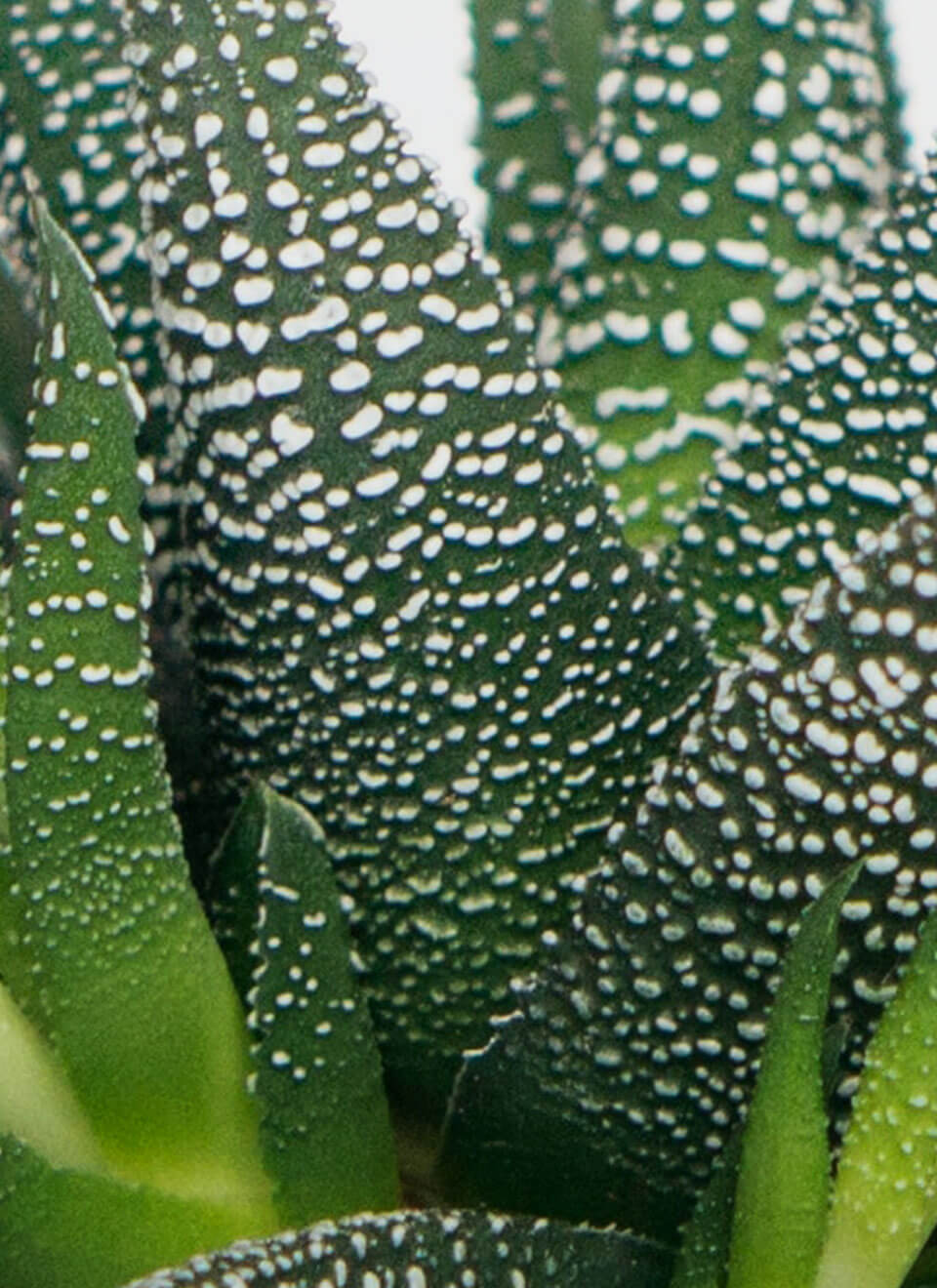 Haworthia Limifolia – Bild 3